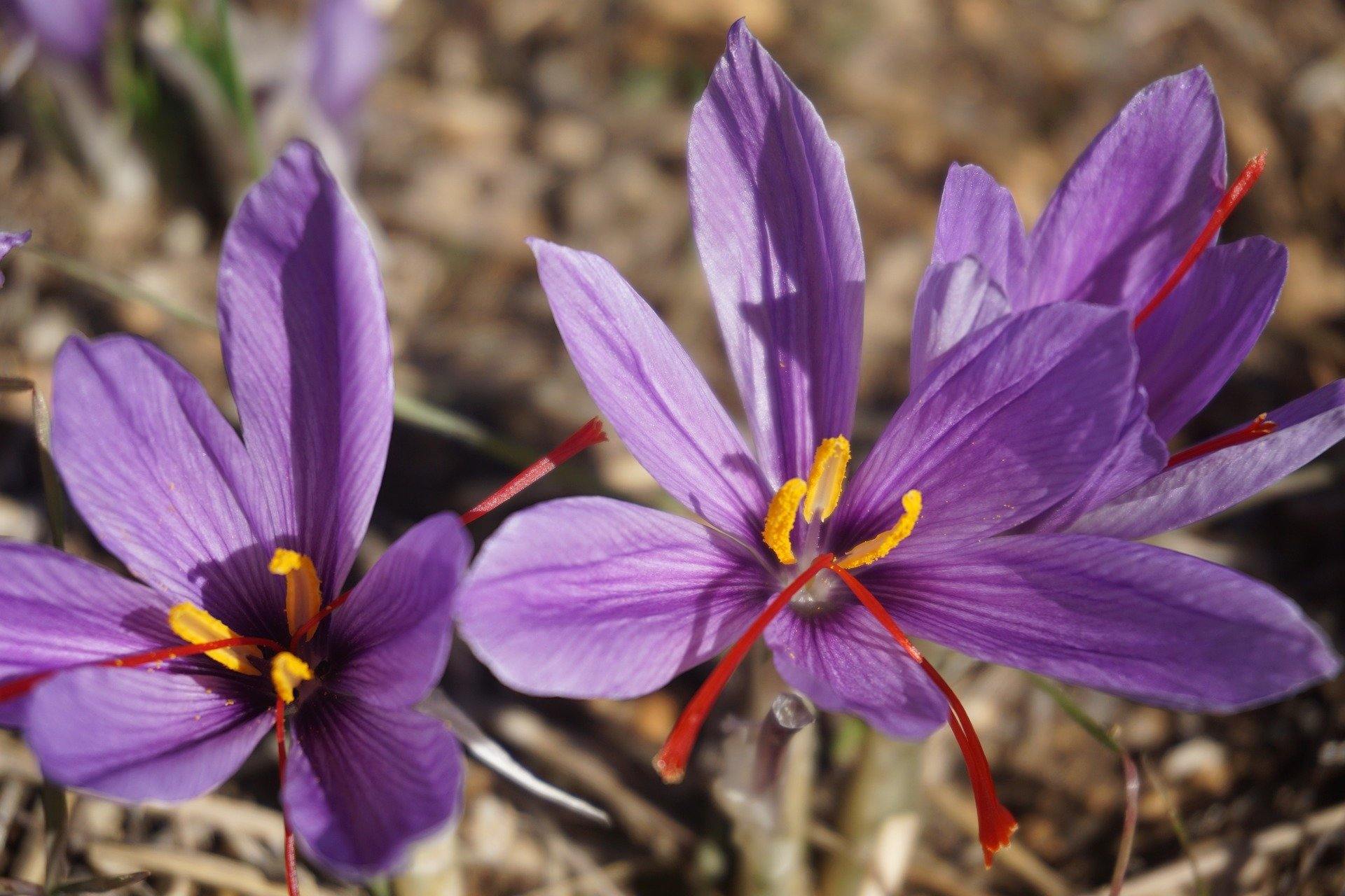 3.5 Grams Saffron - Afghan Saffron Co. saffron spice from Afghanistan h